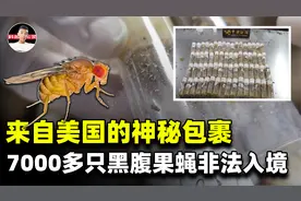 来自美国的奇怪包裹被查获，含7000多只黑腹果蝇！暗藏什么危机？视频封面