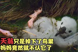 信天翁雏鸟被风吹下了鸟巢，鸟妈竟然就不认识它了，原因令人咋舌视频封面