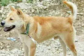 优质猎犬看鼻子，挑选合意土猎，看鼻头是不是“磨砂”
