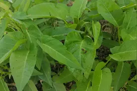 蔬菜叶片有虫子不要慌！不打农药，只需撒一把它？虫子自动消失视频封面