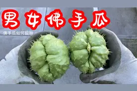 佛手瓜如何留种，佛手瓜的三大神奇特征视频封面