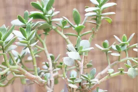 养玉树，2种浇花肥交替使用，根深叶茂，长成老桩视频封面