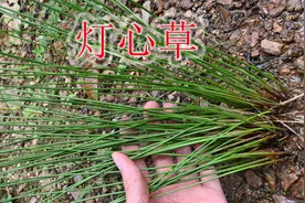 农村明星植物灯心草，用来泡茶或煮水，火气大睡不着的人收藏！视频封面