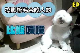 EP056矫正狗咬人-擦脚梳毛会咬人的比熊-狗狗行為矫正训练视频封面