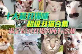 十大最丑猫咪  满足你对丑猫的所有念想  斯芬克斯猫竟然不是最丑