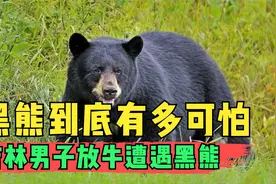 吉林男子放牛遭遇黑熊，幸好咬了一会儿就走了，黑熊有多可怕？视频封面