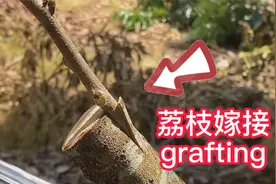 荔枝挑皮嫁接的操作过程，简单易学，成活率高视频封面