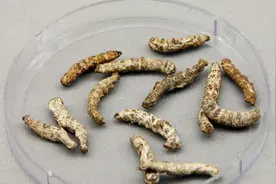 中药材 | 僵蚕：有祛风止痉，化痰散结之功效视频封面