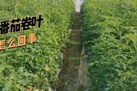 番茄卷叶并不全是病害，生根护根是关键，别选错生根剂视频封面
