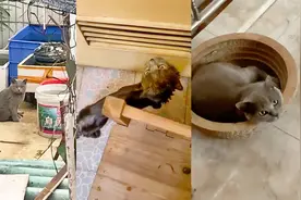 猫咪走丢3个月后自己瘸腿走回家，性情大转完全不应激：乖得离谱视频封面