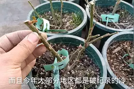 冬季是入手裸根苗的最佳时节，要想移栽成活率高，这3点要做好视频封面