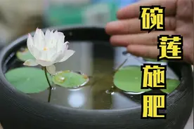 养碗莲怎么施肥？园艺师教你，一套好用的碗莲施肥技巧