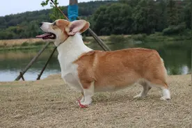 柯基看外型，腰长屁股大是好狗，毛色分布要匀称