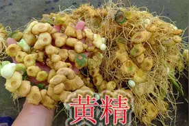 深山里挖黄精食材，大小、年份与形状各异，野生好品质看得见视频封面