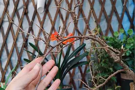 三角梅叶子掉光不发芽？别急着扔，这样养就会有奇迹！