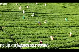 航拍努沃勒埃利耶摘茶女的日常，摘20公斤茶叶收入才30元视频封面