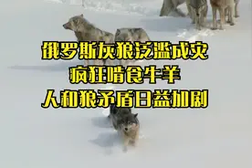 俄罗斯灰狼泛滥成灾，疯狂啃食牛羊，人和狼矛盾日益加剧视频封面