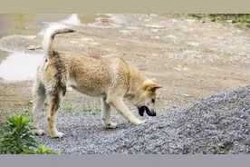 挑狗看“猎性”，是否有打猎前兆，出色的赶山犬