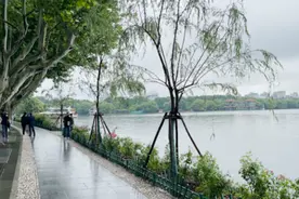 西湖重栽7棵柳现场：比之前“缩水”，市民称不喜“一刀齐”的美视频封面