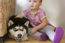 萌娃哭着跟狗狗抢窝，狗子紧紧扒着大叫抗议：就差开口骂人了！视频封面