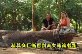 科莫多巨蜥看到美女跑的比兔子还快视频封面