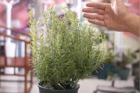 为什么每家每户都适合养迷迭香？园艺师教你，因为它实用性太强了视频封面
