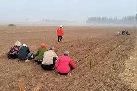 实拍河南农村种大蒜过程，这种方法持续百年不曾改变，农民不易啊