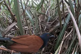 褐翅鸦鹃的鸟窝藏在茂密的茅草里，非常隐蔽，你见过吗？