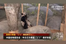 接返丫丫新进展 “丫丫”要回来了！视频封面