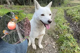 户外拍摄野生动物不能带狗子，这就是个狗侦探视频封面