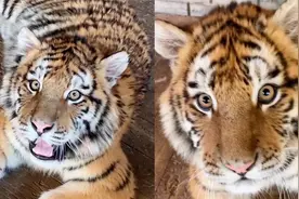 好亲人的小老虎！一看到战斗民族大叔，虎崽就发出“小奶音”撒娇