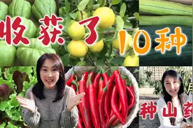 【家庭种植】10种秋季收获的蔬果 | 你们要的山药的收获结果来了视频封面