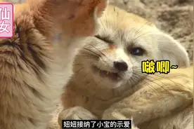 狐狸套路追求村花，耍了一点小心机，结果它是有老婆的“渣狐”视频封面