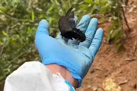 “坠机现场飘落黑蝴蝶”拍摄者：瞬间想到了搜寻到黑色蝴蝶结发圈视频封面