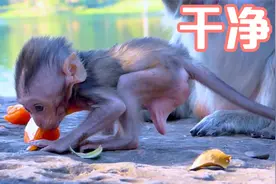 出生不到一个月的小猴子被妈妈打理得干干净净，发型翘好看视频封面