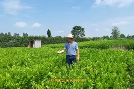 【品种分析】你想要了解的、排名第一的柑橘新品种在这里！视频封面