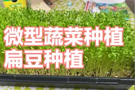 微型蔬菜种植-扁豆种植视频封面