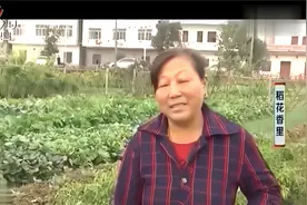 流转土地通过电商平台认购卖蔬菜 农户不出家门 也可以赚钱视频封面