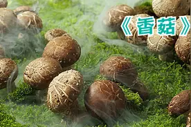 这是流传八百多年的种菇神技，原来得敲一下香菇才能长出来#三农视频封面