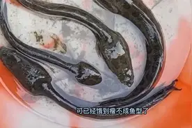 黑鱼有水就不会饿死？4条黑鱼被遗忘在盆8个月后，饿瘦成大头蝌蚪视频封面
