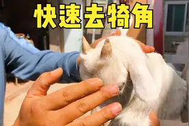 分享给山羊去角全过程，不发炎不出血，简单快捷还实用视频封面