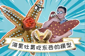 吃东西会把胃给吐出来？怎么做到的？模型带你看海星吐胃吃蛤蜊视频封面