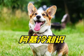 柯基和哈士奇还有血缘关系，这些柯基冷知识，你知道吗视频封面