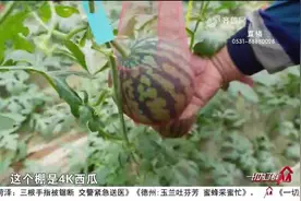 杭椒、西瓜，临朐这个小镇引爆“棚室”经济，四季都闻瓜果香视频封面