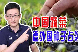 中国蔬菜遭外国种子占领，种子安全意识迟到了百年，优质种太重要视频封面