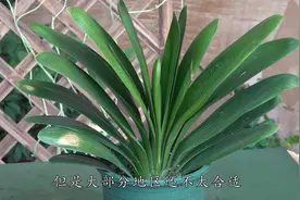 八月想给君子兰催花，我劝你三件事情别做太早视频封面