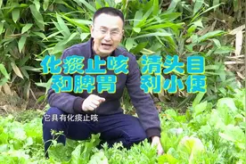 菊科茼蒿菜，到底有何功效有何禁忌？专业医生告诉你视频封面