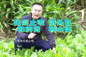 菊科茼蒿菜，到底有何功效有何禁忌？专业医生告诉你视频封面