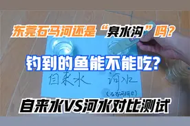 东莞石马河钓到的鱼能吃吗？水质怎么样？对比测试看看结果如何视频封面