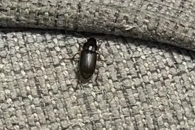 京津冀地区现不明黑色昆虫？专家解读：系中华婪步甲